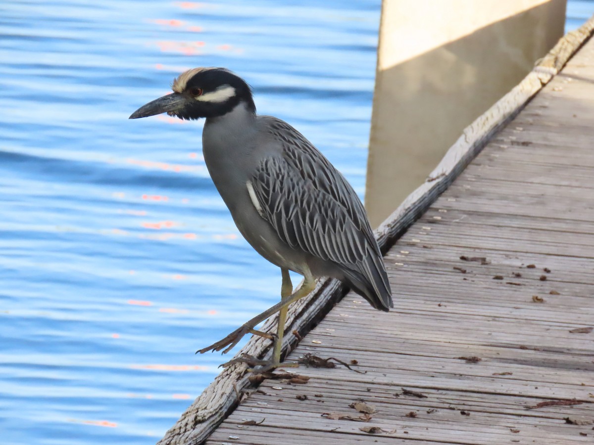 kvakoš žlutočelý - ML646713079