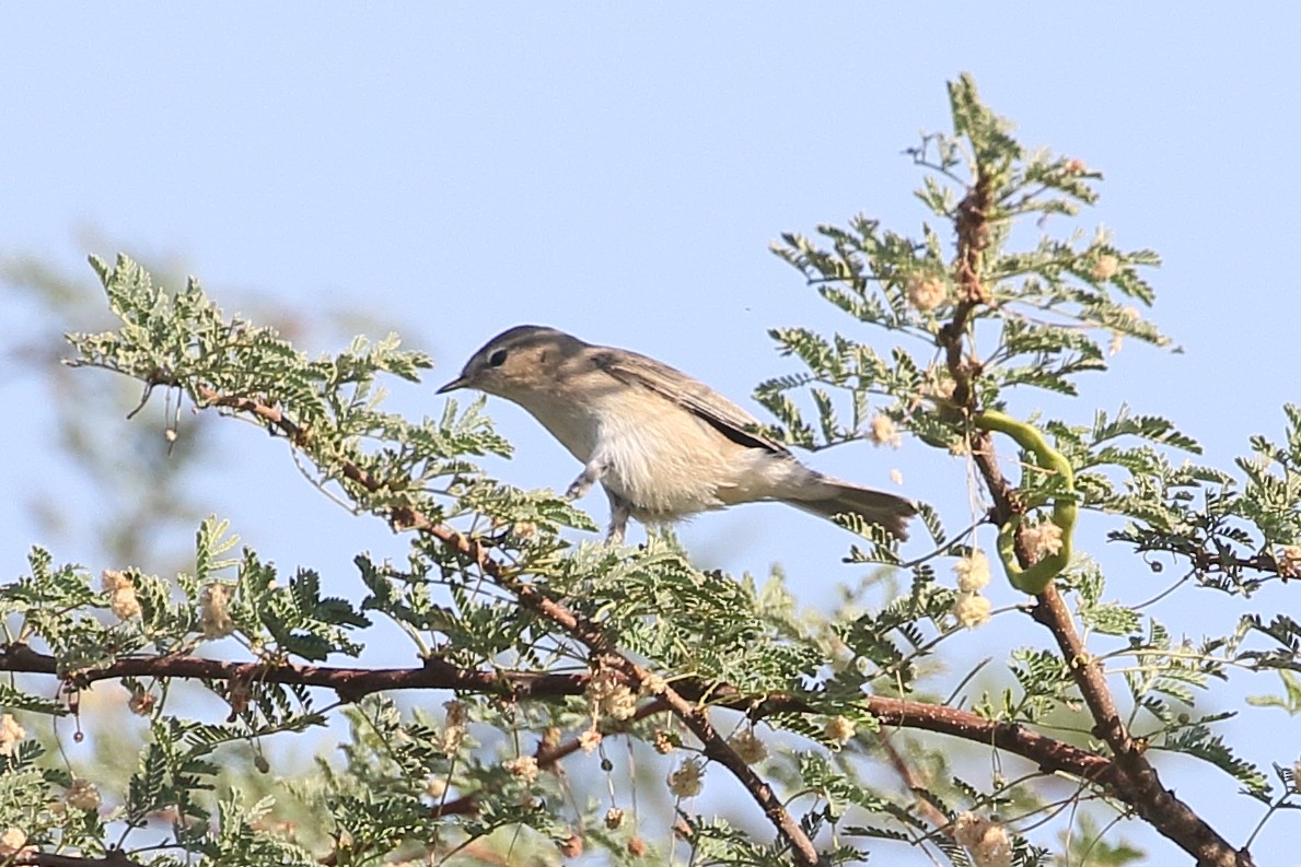 gransanger - ML646713082