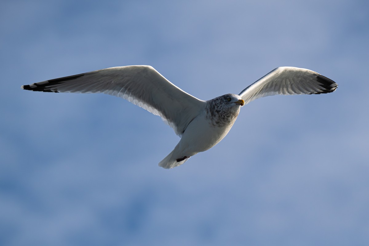 Amerika Gümüş Martısı - ML646713083