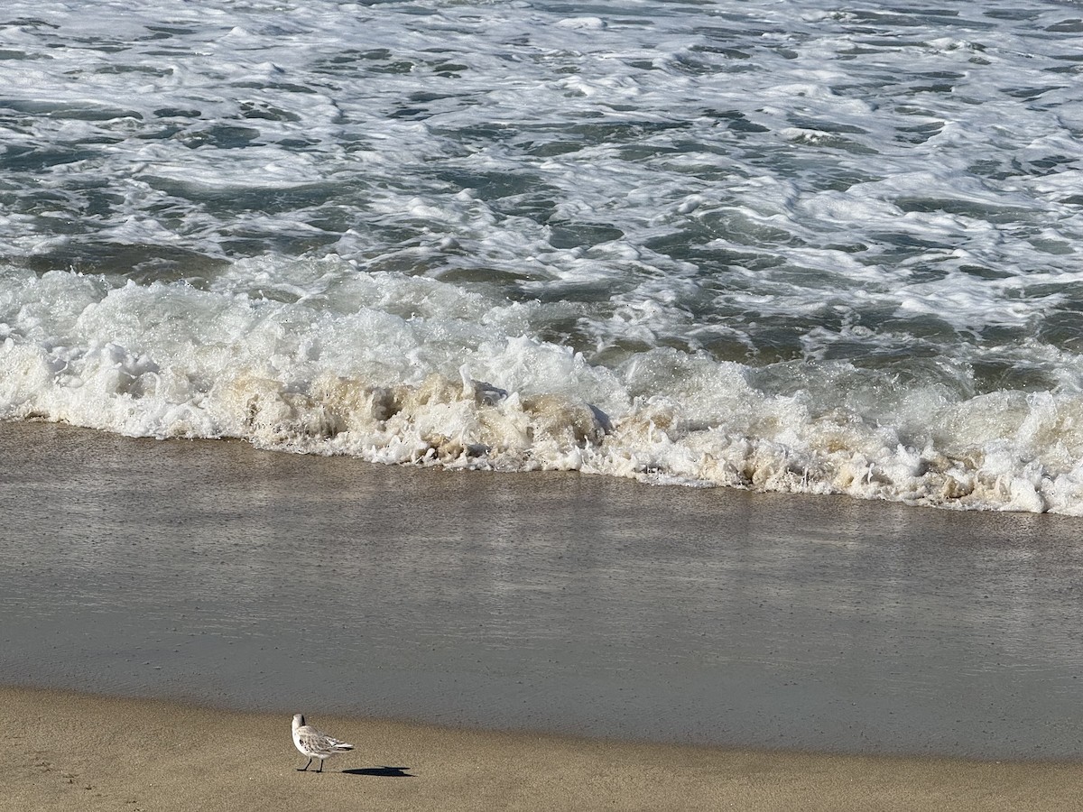 Sanderling - ML646713084