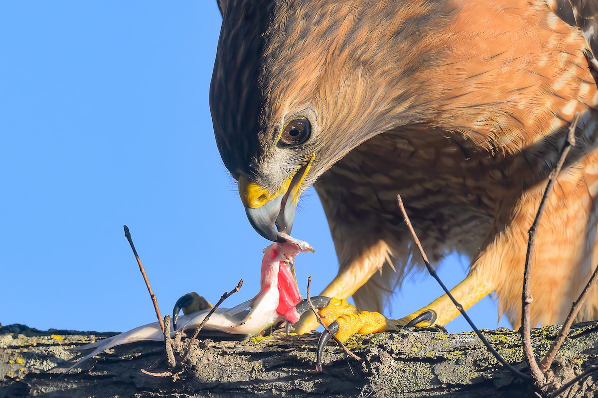 Канюк рудоплечий - ML646713085