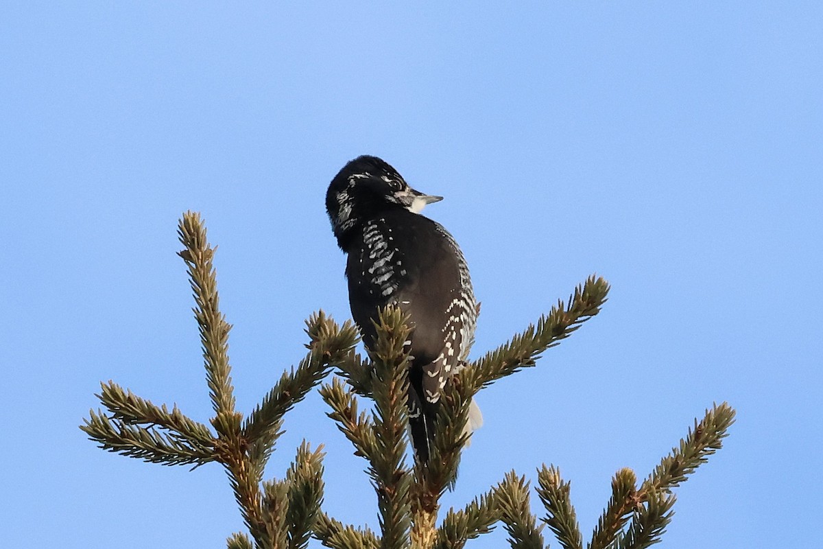 American Three-toed Woodpecker - ML646713086