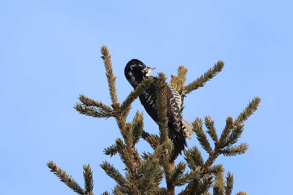 American Three-toed Woodpecker - ML646713087