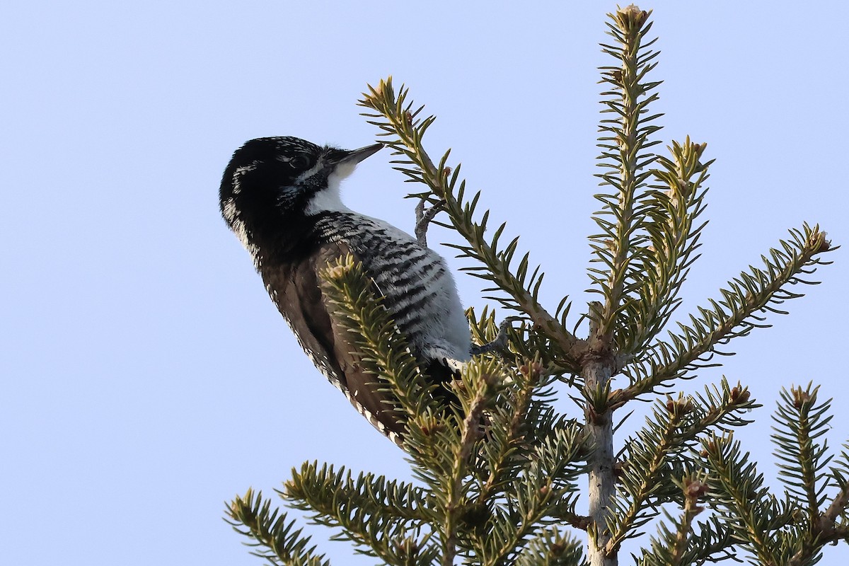 American Three-toed Woodpecker - ML646713088