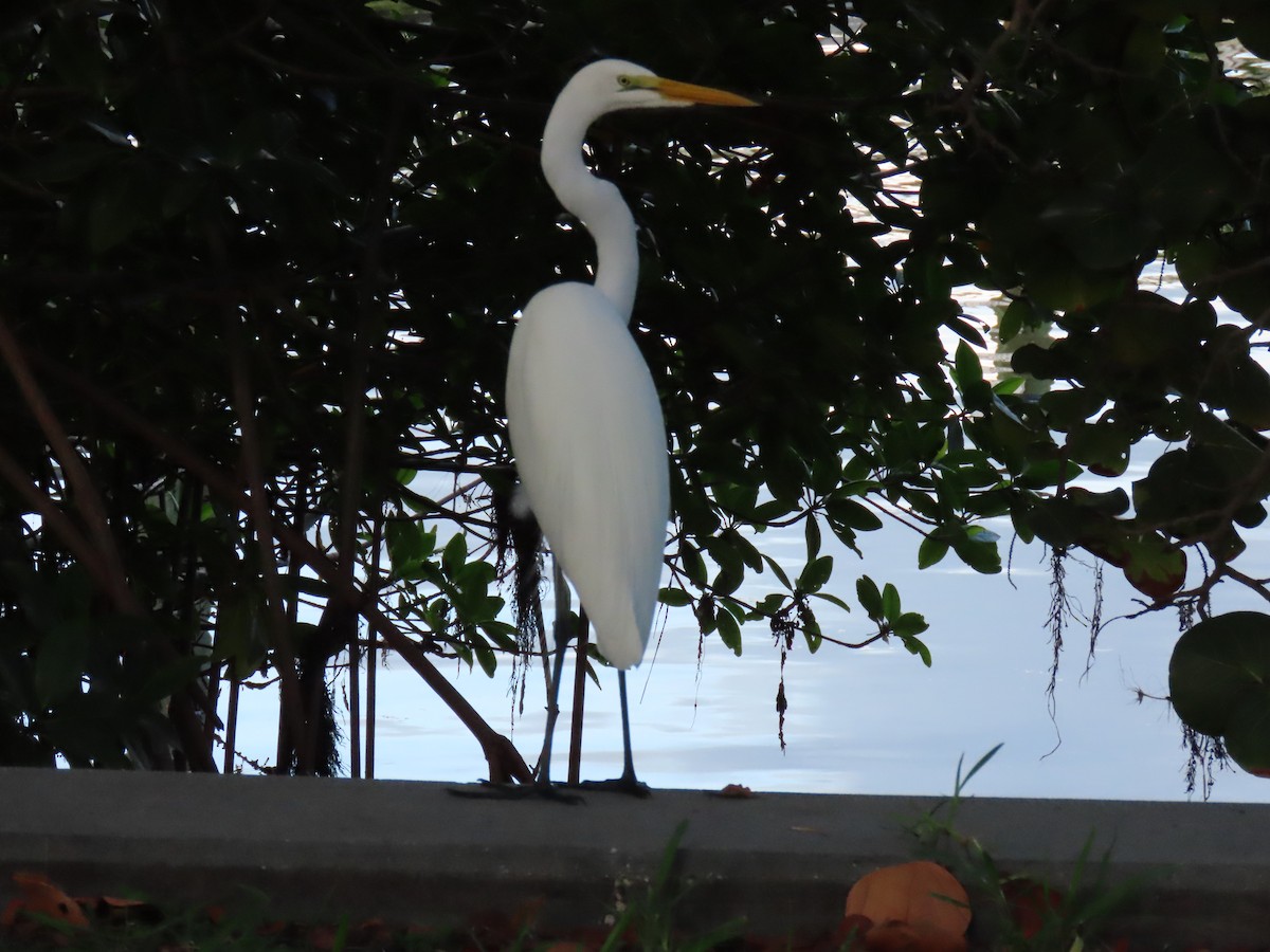 Grande Aigrette - ML646713092