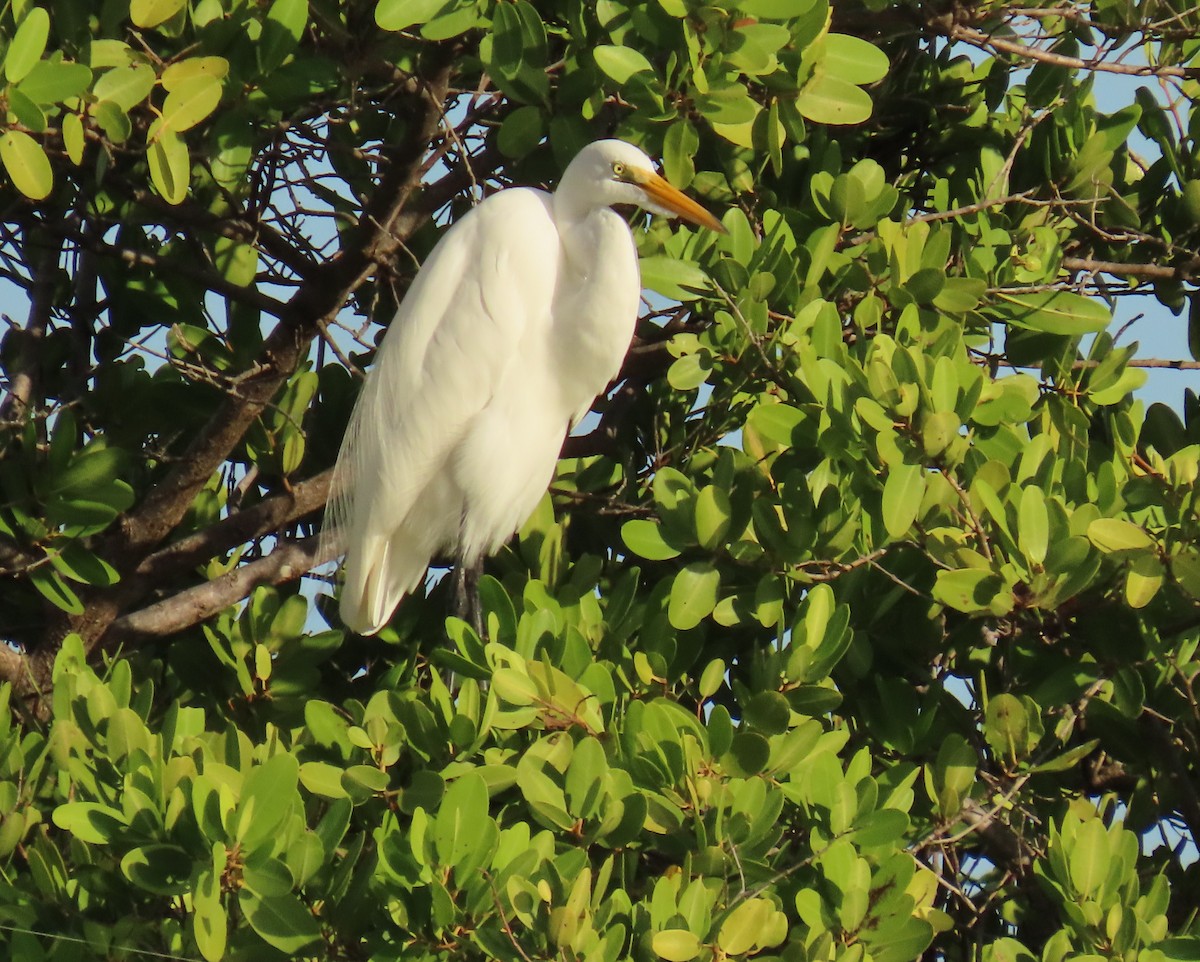 Grande Aigrette - ML646713093