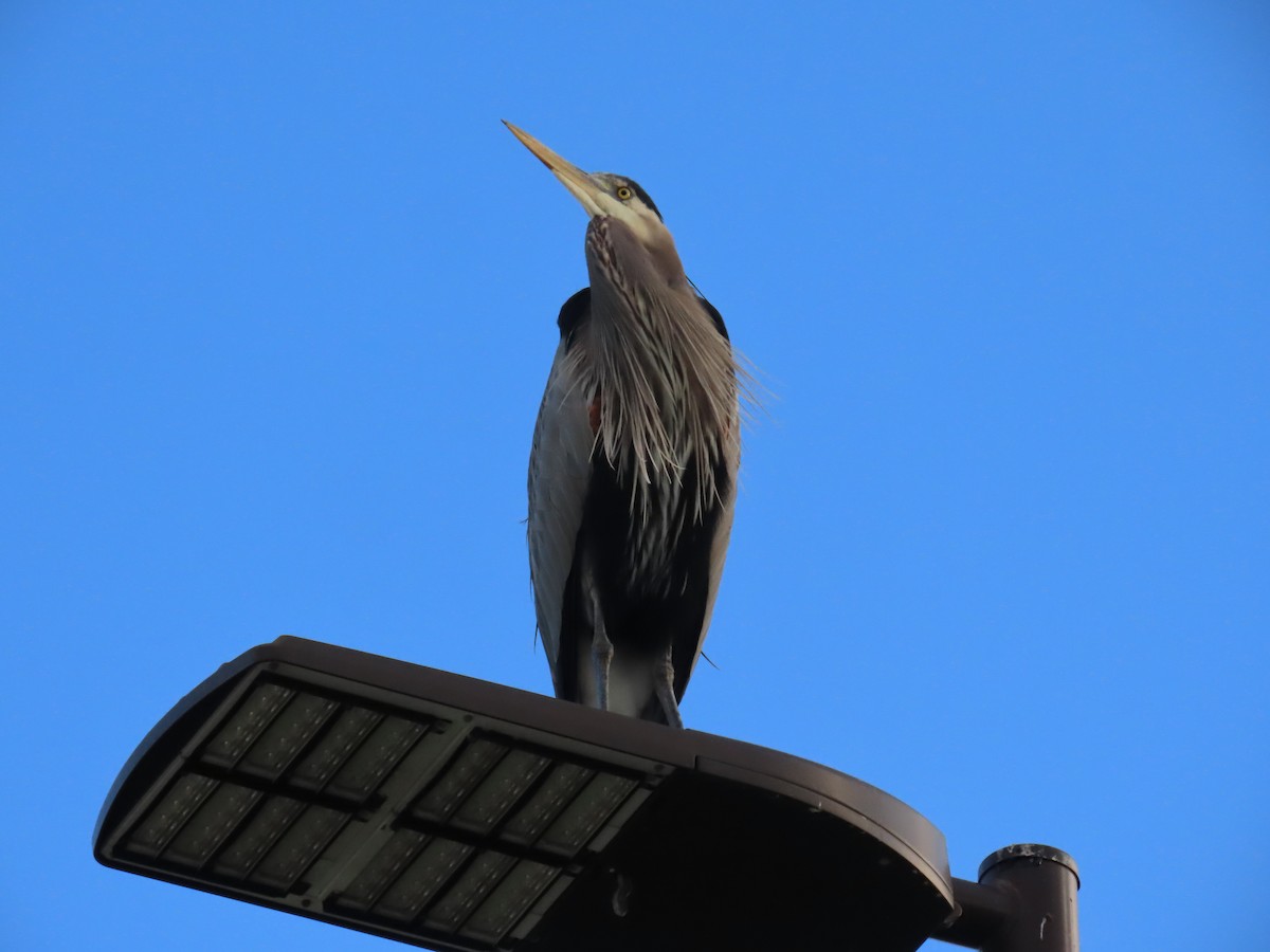 Grand Héron - ML646713095