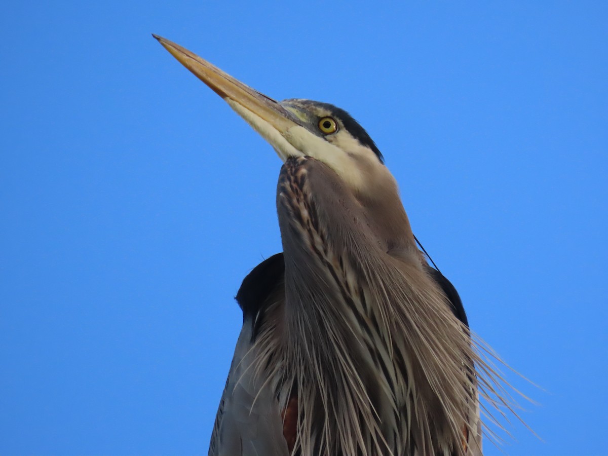 Grand Héron - ML646713096