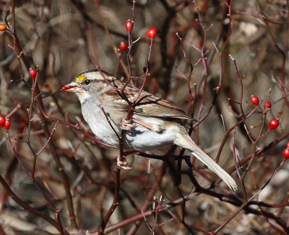 White-throated Sparrow - ML646713097