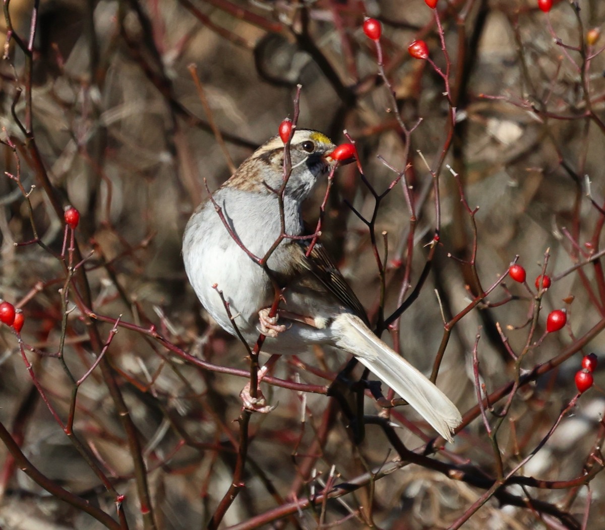 White-throated Sparrow - ML646713098