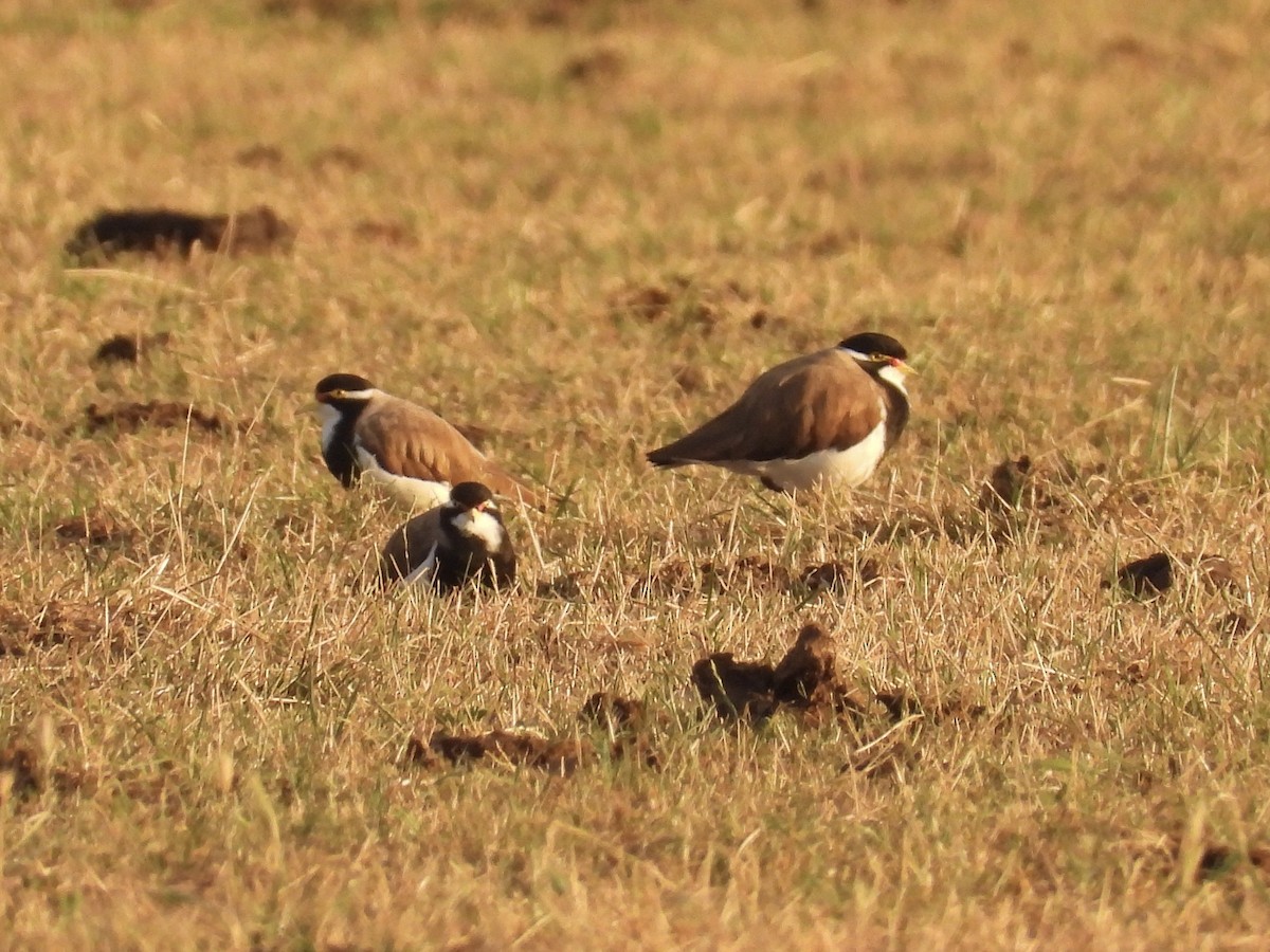 Vanneau tricolore - ML646713099