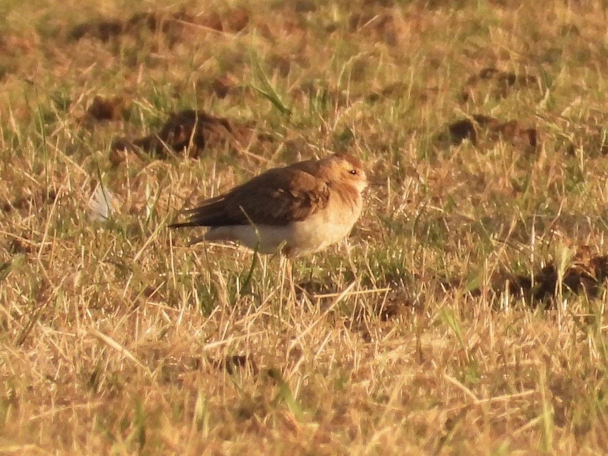 Pluvier oriental - ML646713104