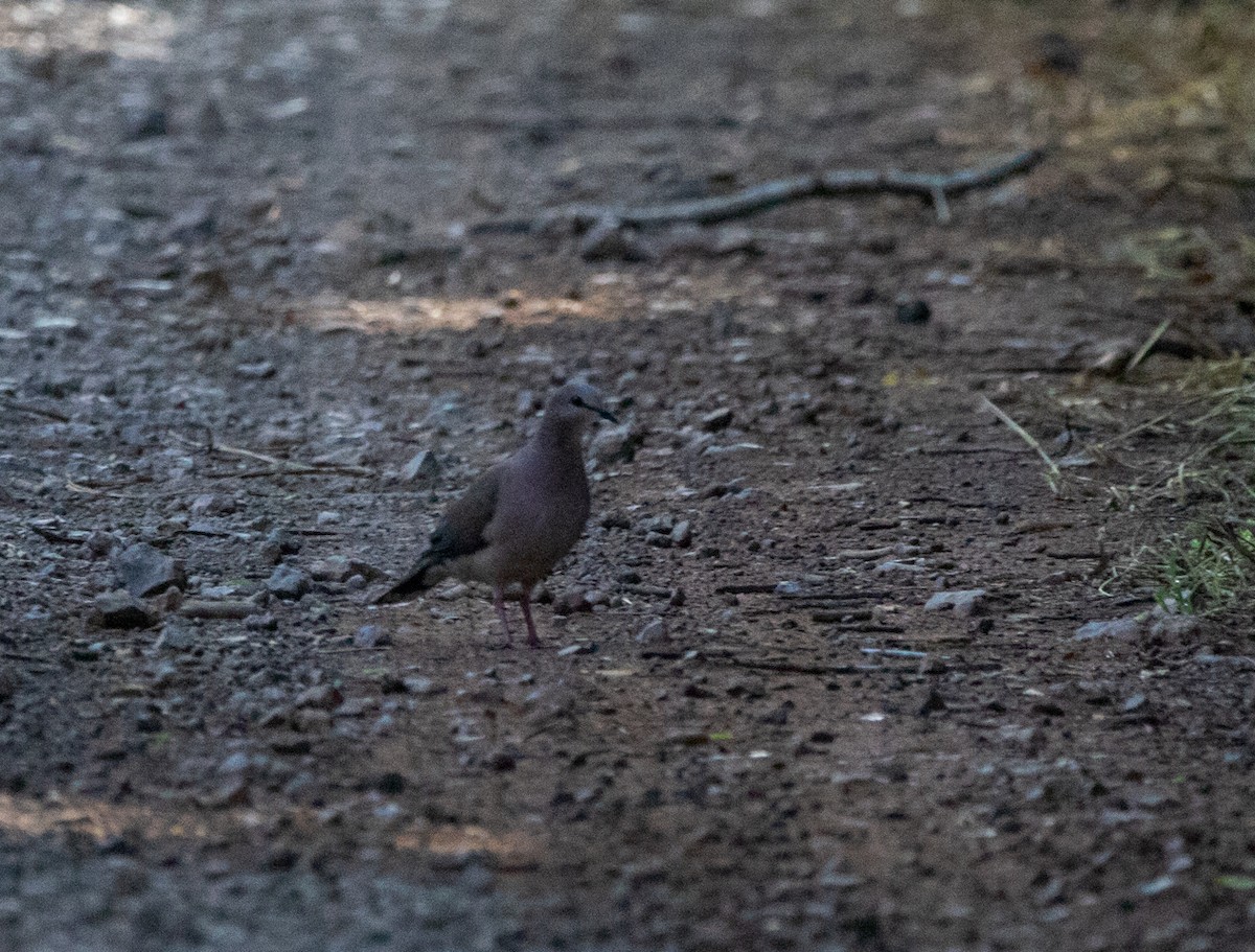 Gray-fronted Dove - ML646713105