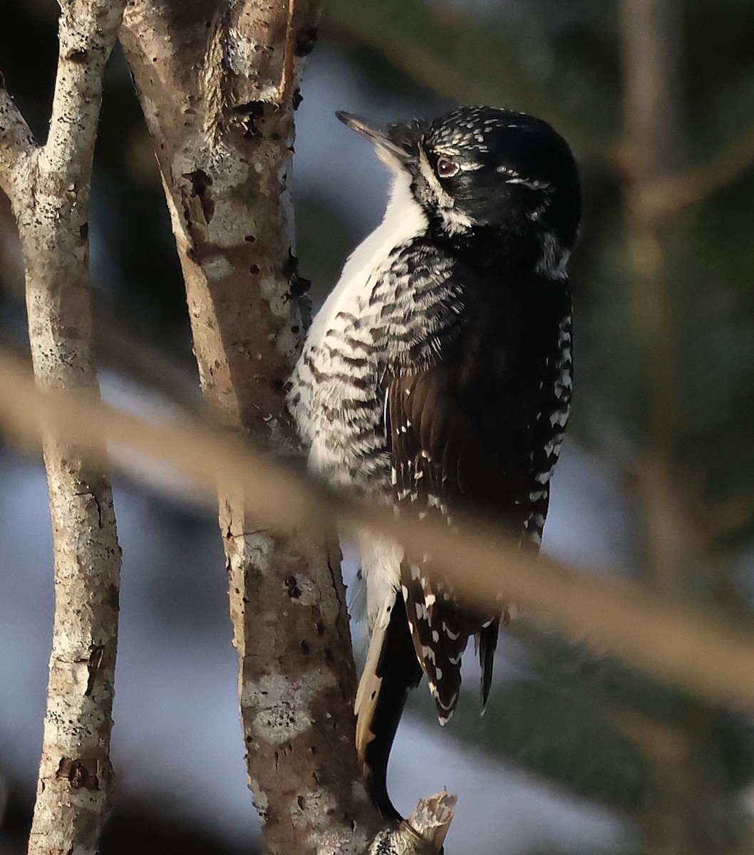 American Three-toed Woodpecker - ML646713107