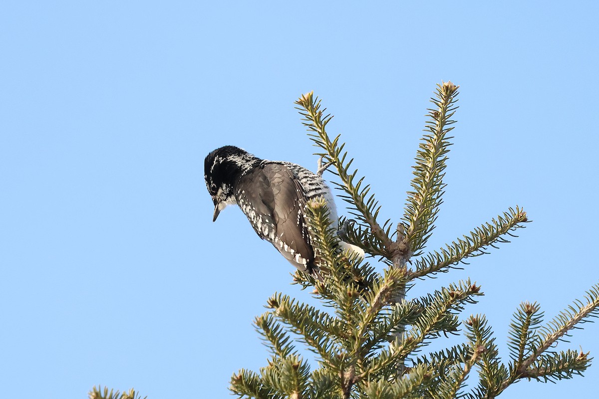 American Three-toed Woodpecker - ML646713108