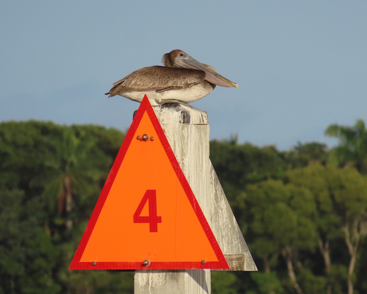 Pélican brun - ML646713112