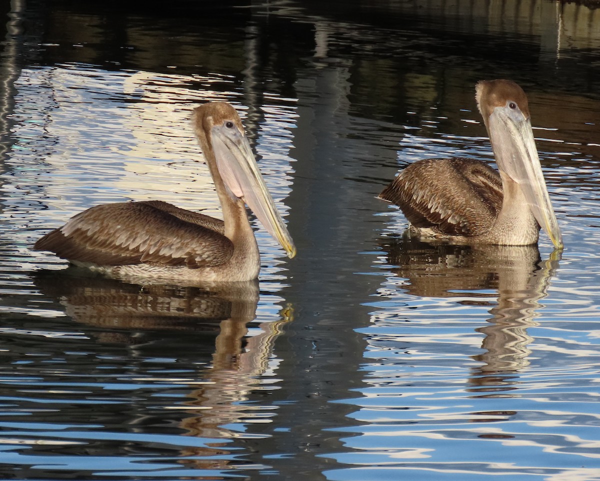 Pélican brun - ML646713113