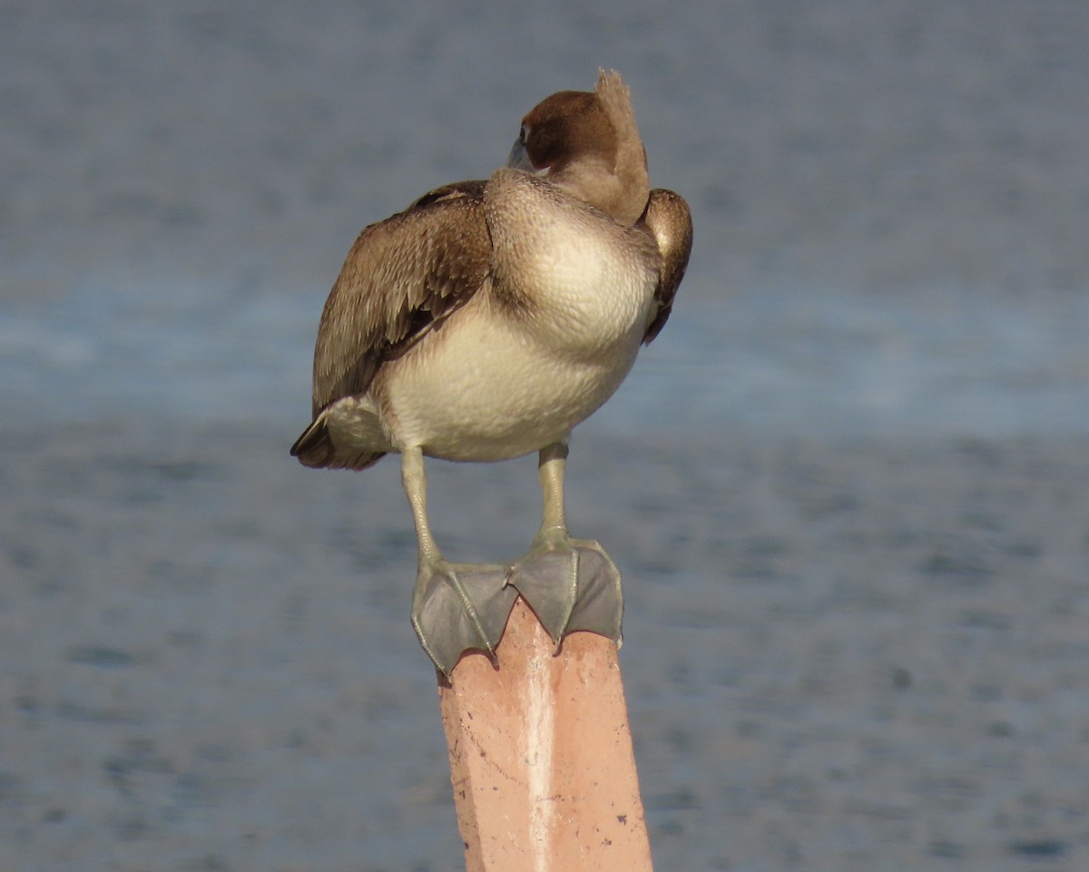 Pélican brun - ML646713114