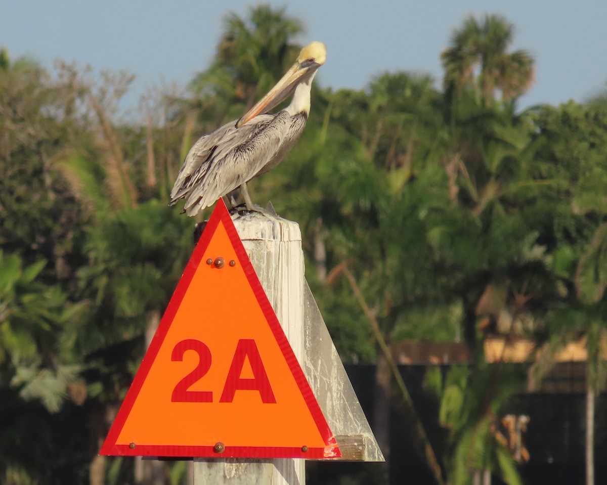 Pélican brun - ML646713115