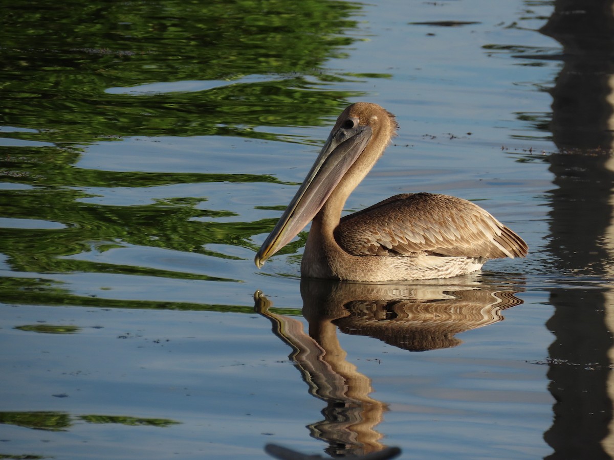 Pélican brun - ML646713116