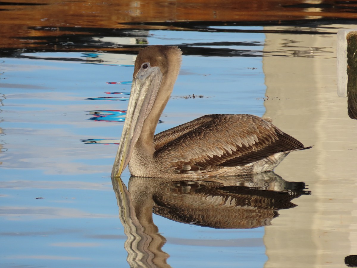 Pélican brun - ML646713117