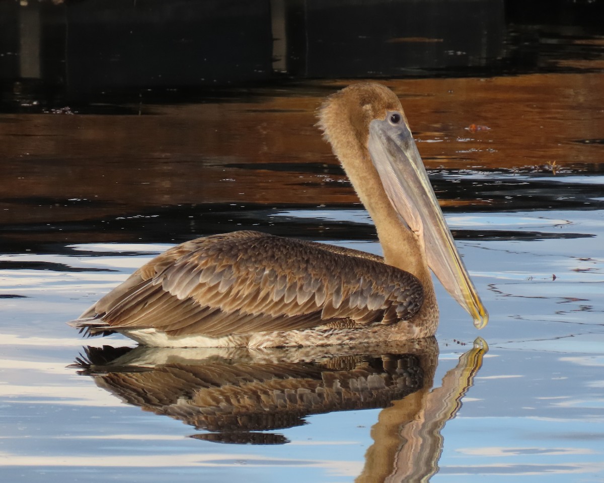 Pélican brun - ML646713118