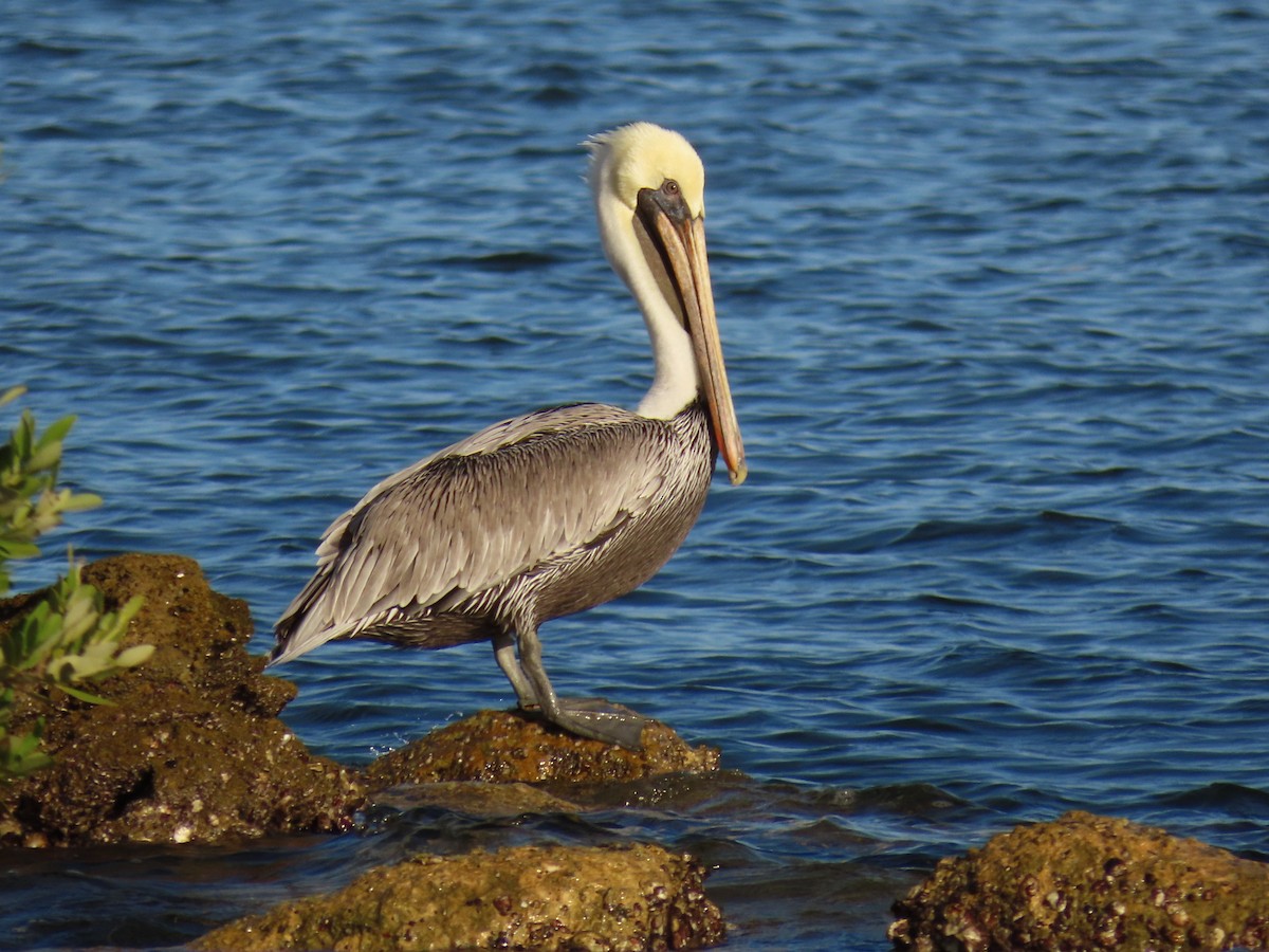 Pélican brun - ML646713119