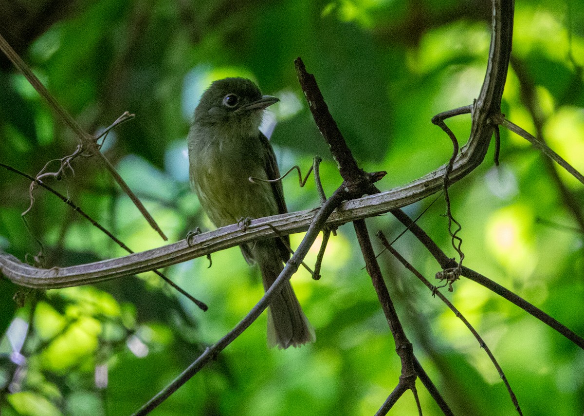 Eastern Olivaceous Flatbill - ML646713120