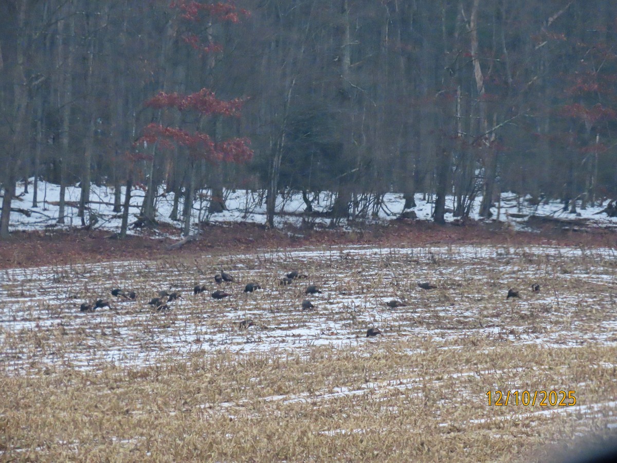 Індик великий - ML646713121
