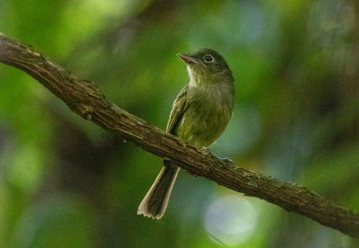 Eastern Olivaceous Flatbill - ML646713122