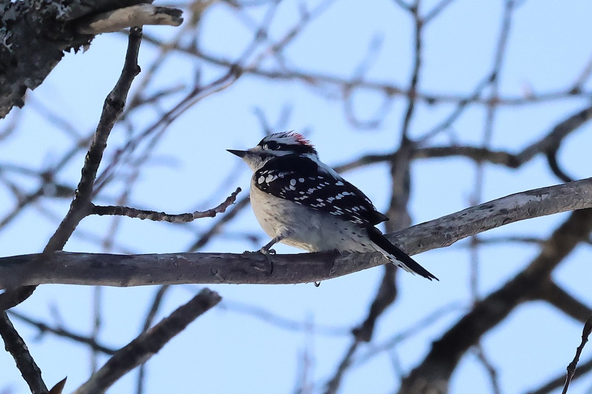 Downy Woodpecker - ML646713123