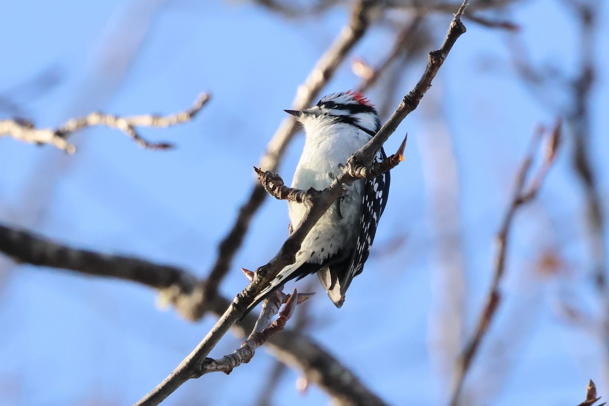 Downy Woodpecker - ML646713124