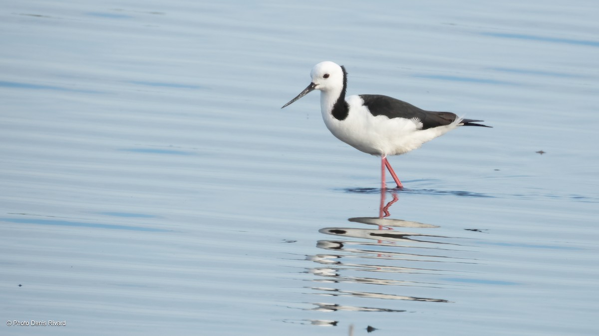 Pied Stilt - ML646713125
