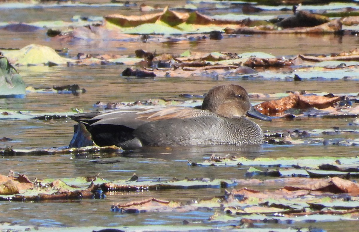 Серая утка - ML646713127