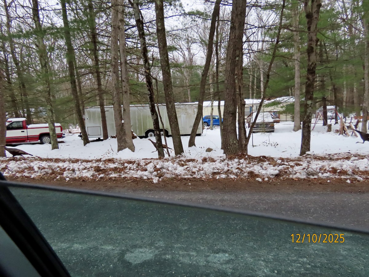 Індик великий - ML646713128