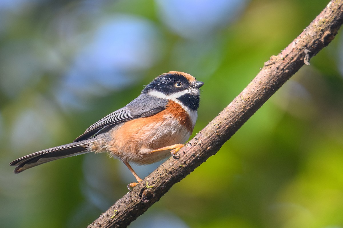 Black-throated Tit (Black-throated) - ML646713133