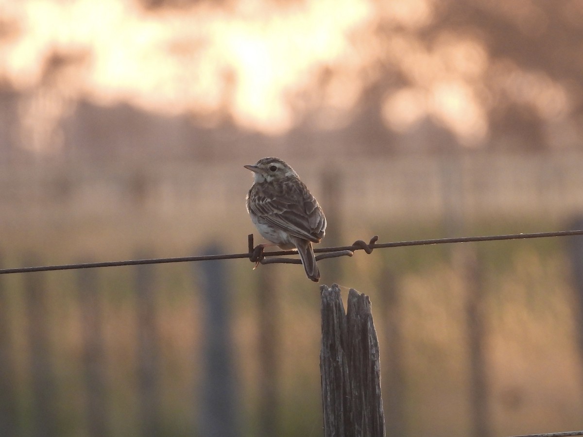 Pipit d'Australie - ML646713136