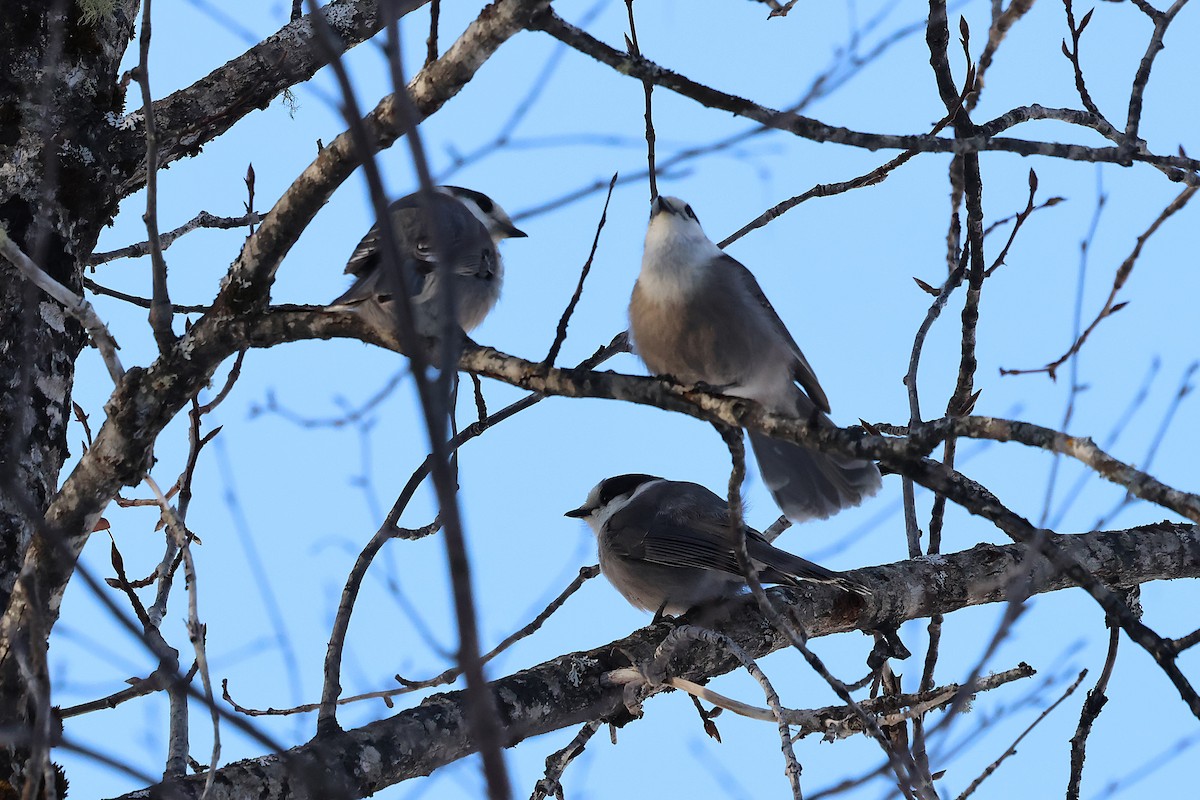 Canada Jay - ML646713137