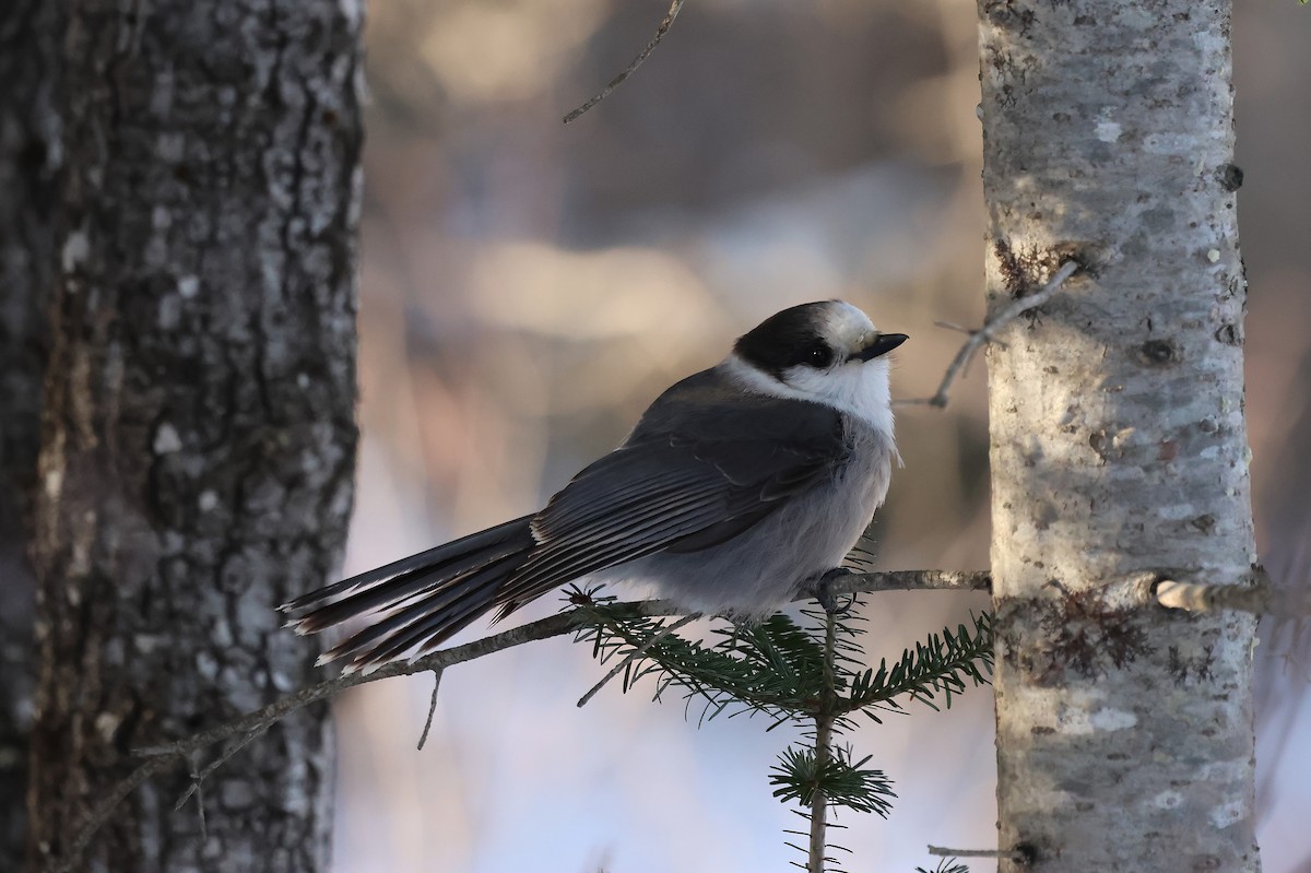 Canada Jay - ML646713138