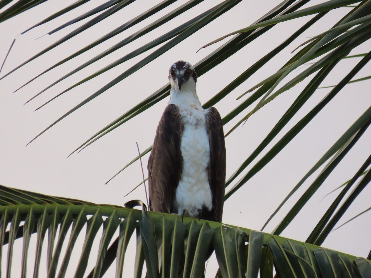 Balbuzard pêcheur - ML646713143
