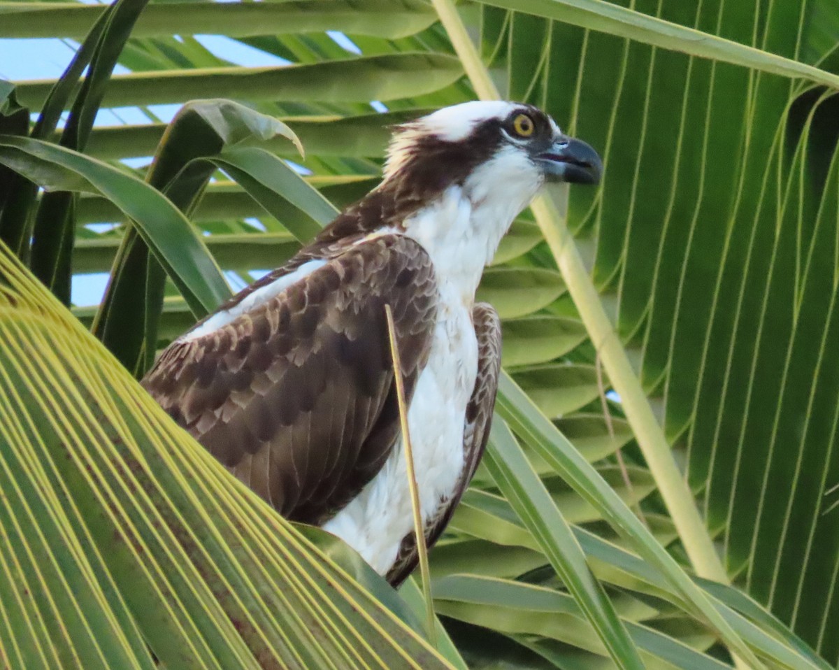 Balbuzard pêcheur - ML646713144