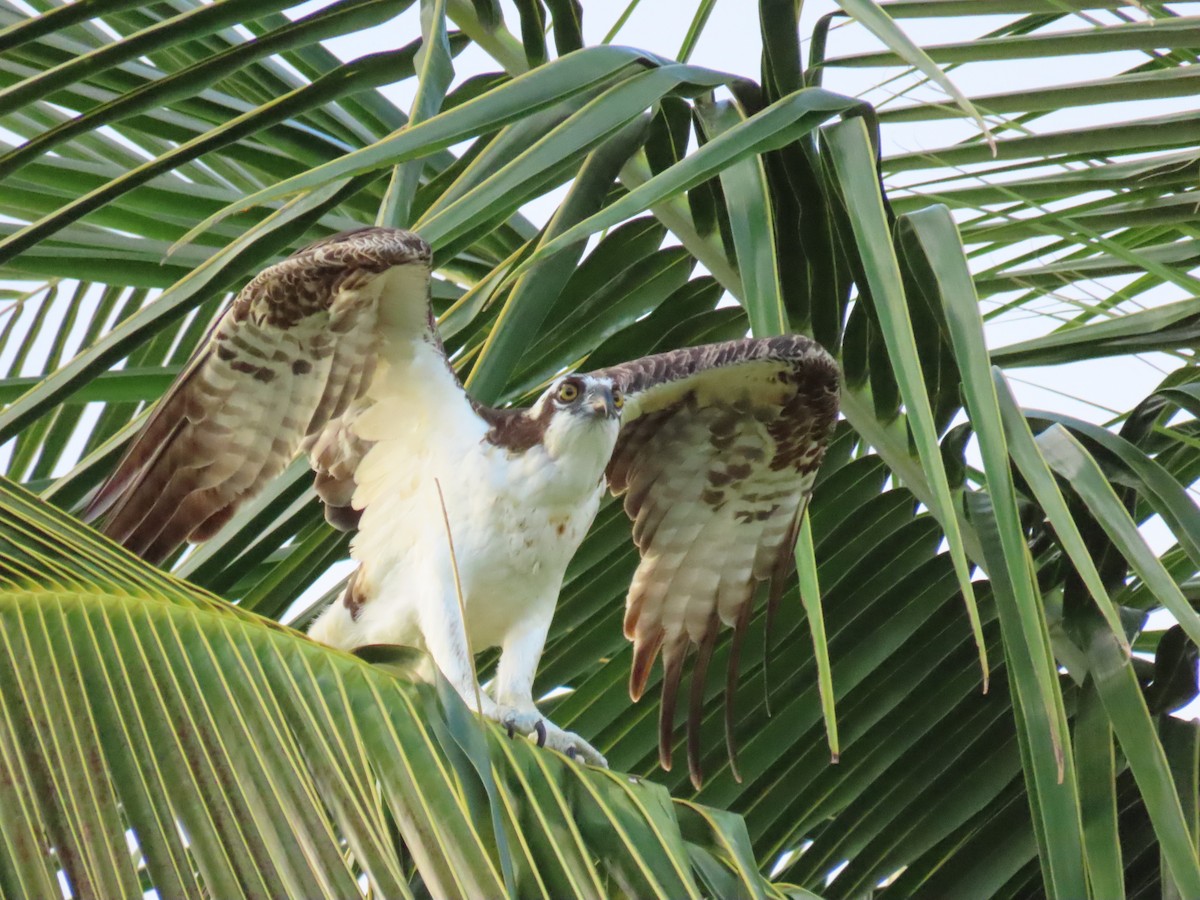 Balbuzard pêcheur - ML646713145