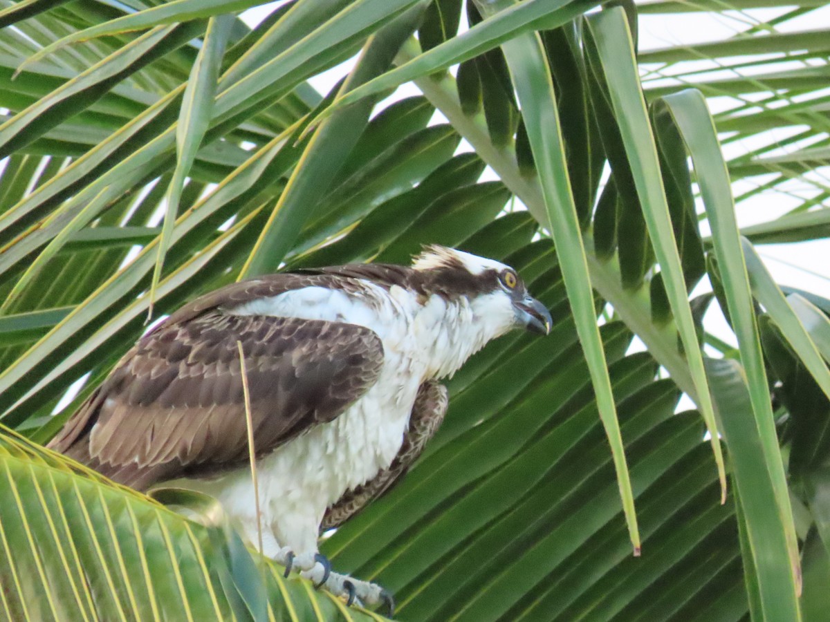 Balbuzard pêcheur - ML646713146