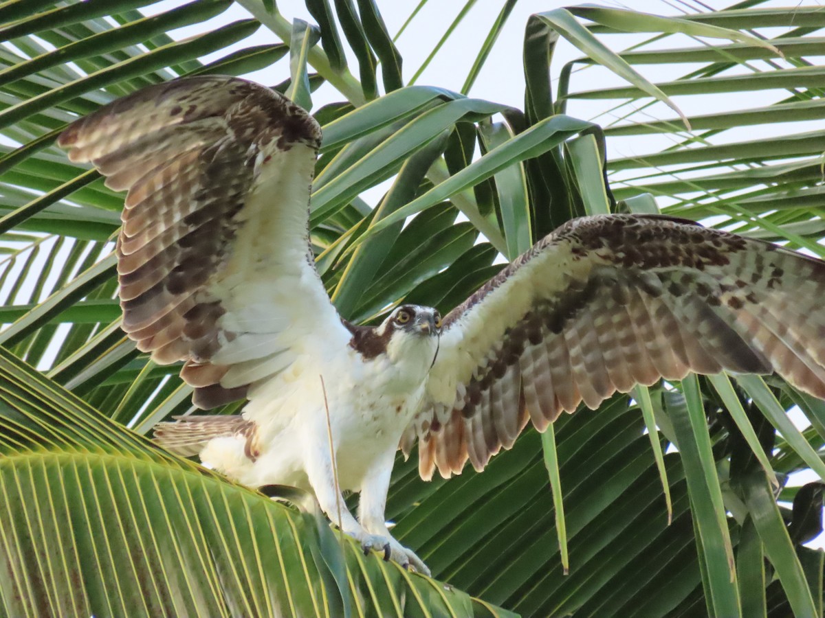 Balbuzard pêcheur - ML646713147