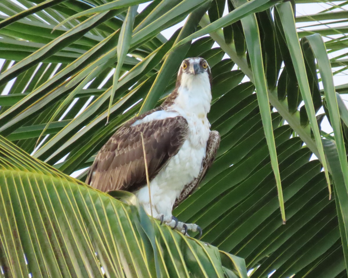 Balbuzard pêcheur - ML646713149
