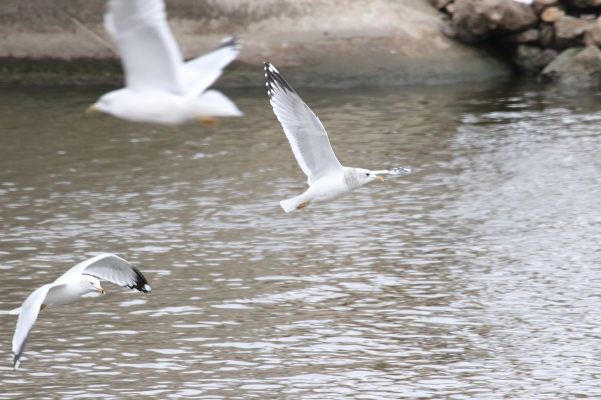 Мартин сивий аляскинський - ML646713155