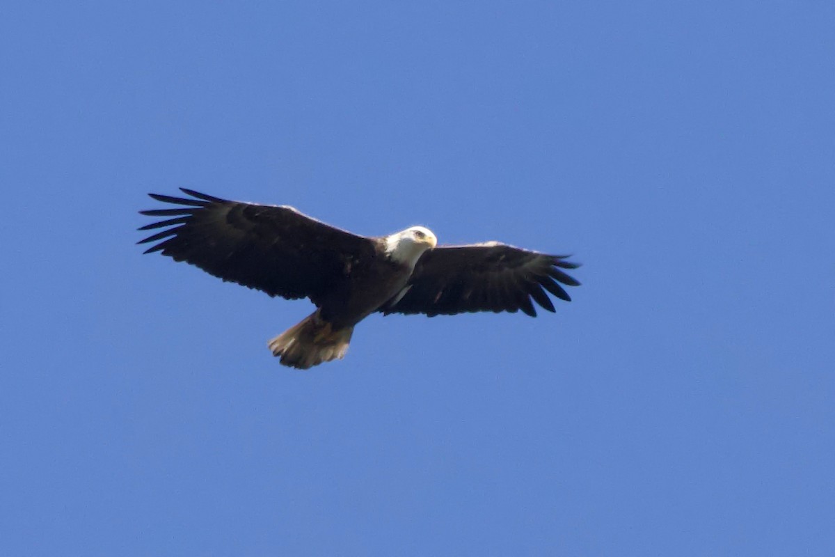 Bald Eagle - ML646713156