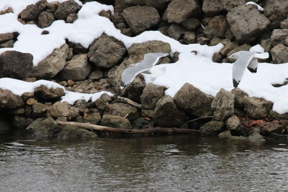 Мартин сивий аляскинський - ML646713158