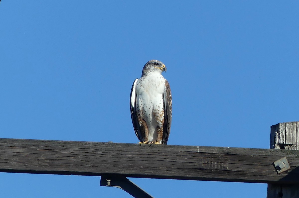 Busardo Herrumbroso - ML646713163