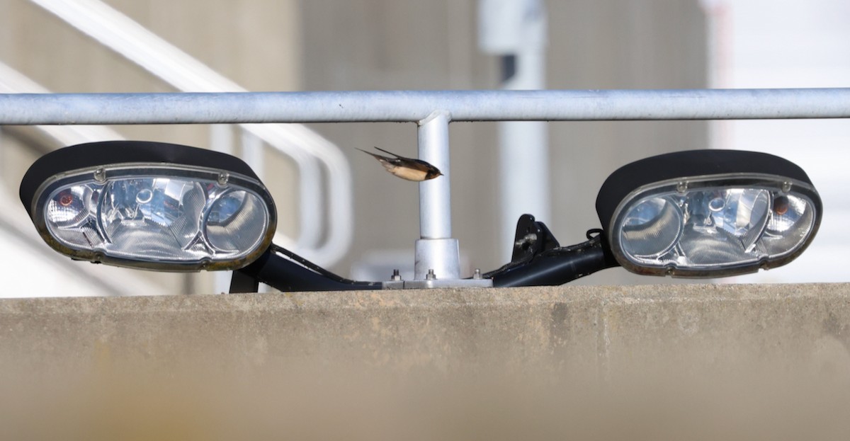 Barn Swallow - ML646713165